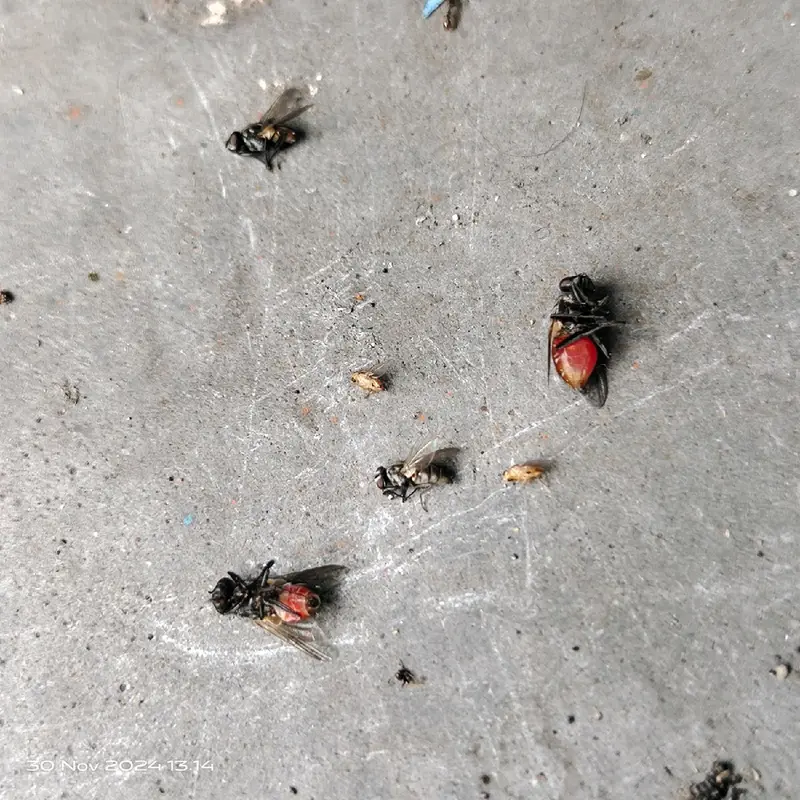 Bye-bye Lalat! Pembasmi Lalat Paling Ampuh, Dijamin Original! 7