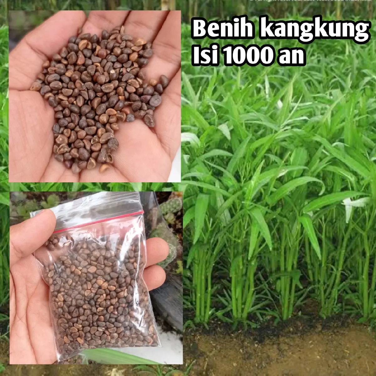 Benih kangkung isi ribuan - Biji kangkung daun sedang 25 hari panen Tanaman