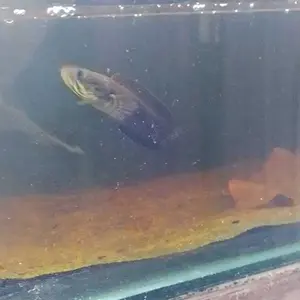 Pelet Rim & Udang Rim (by BOS BOS QU + Stiker)