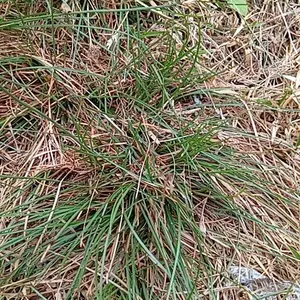 Gesper Helm Universal Tipe Mickcrolok Besper Besi Plus Paku Clik untuk Berbagai Jenis Helm Aman Nyaman Penggunaan Motor - Motorcycle