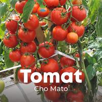 Gambar INFARM - Benih Tomat Mini Chomato Unggul, Bibit Buah Tomat Mini Hibrida Benih Buah Tomat Premium dari Infarm Kota Surabaya 4 Tokopedia
