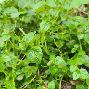 Daun Sirih Cina Segar 100 gram