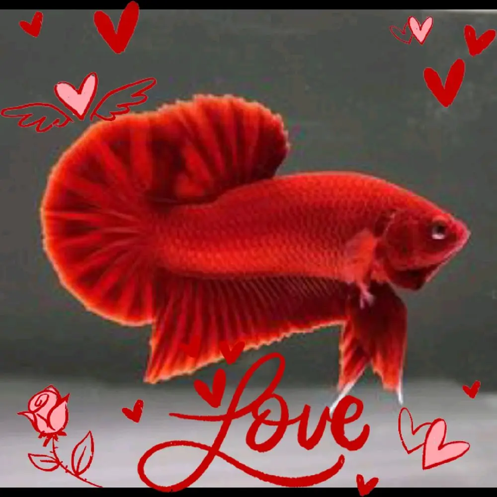 cupang plakat male super red ekor super lebar