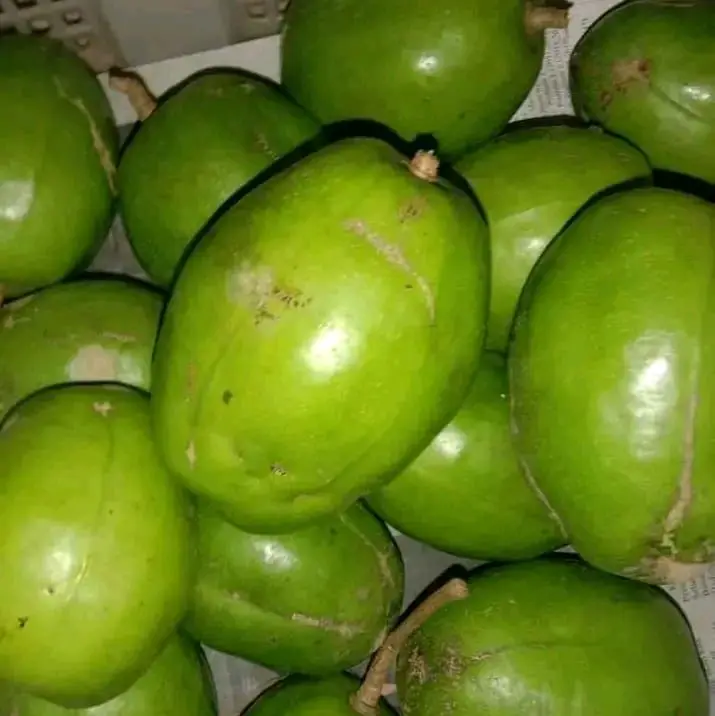 Buah Kedondong Kriuk 1kg Manis Segar Dan Enak kriuk kriuk 1