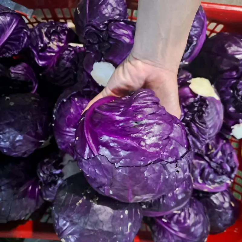 Kol Ungu Segar 1 kg - Produk Segar Berkualitas dengan Kemasan Aman dari Toko Kami 1