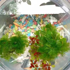 Cabomba hijau media wabikusa