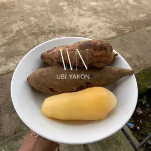 Ubi yakon 500gram isi 2-6 bergaransi