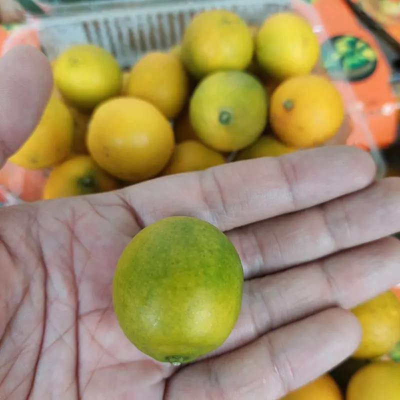 Jeruk Kimkit 500gr/Pack Segar dengan Kulit untuk Konsumsi - Buah, Zuriat, Frozen 3