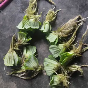 tanaman air apu-apu tanaman apung tanaman aquascape