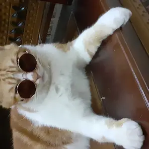 SC Kacamata Hitam Fashion Kucing Anjing Hewan Peliharaan Sunglasses Aksesoris Anabul