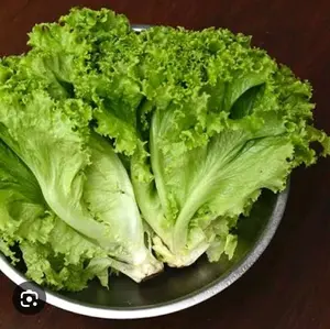 Biji aneka selada Lettuce isi -+10biji