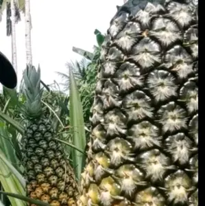 bibit nanas madu jumbo super premium