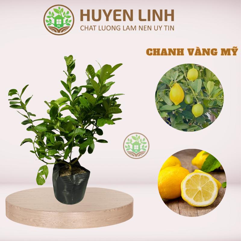 [ CÂY LỠ ] Cây Chanh Vàng, Cây Chiết Nhánh, Huyền Linh Garden