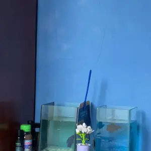 Ketapang Celup Hasil Fermentasi Pasti Lumer