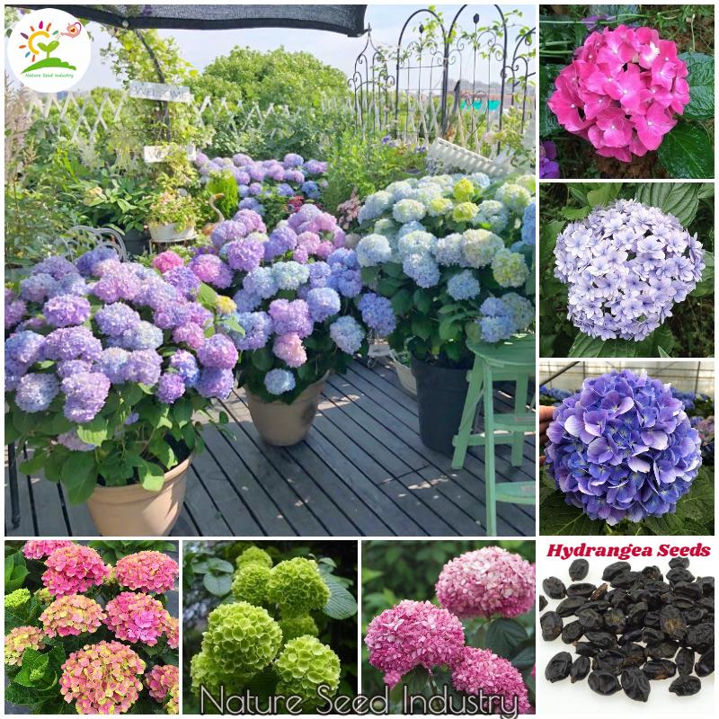 [Fast Germination] Mix Color Hydrangea Flower Seeds (50pcs/bag ...
