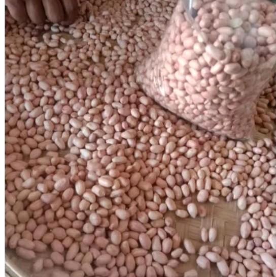 500gram bibit benih kacang tanah super//kacang tanah super cepat tumbuh Tanaman 2