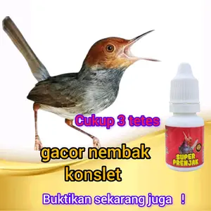 super prenjak gacor seketika konslet / penggacor prenjak