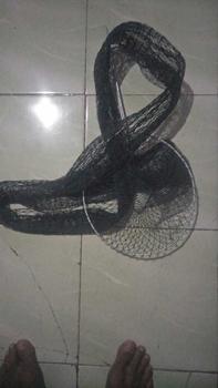 Product Review of Krumbu/tempat ikan bahan troll/tampar 100cm/120cm/150cm/200cm from @**o 7** 0
