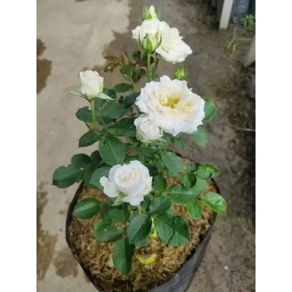 (Bunga Mawar Dewasa Berbunga Lebat Ekonomis) Artificial Plant