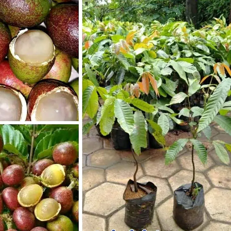 BBIT MATOA PALING LARIS ARTIFICIAL TANAMANA 0
