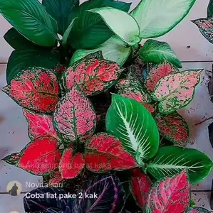 ALAT CO PAKET AGLONEMA, DIKIRIM SESUAI LIVE