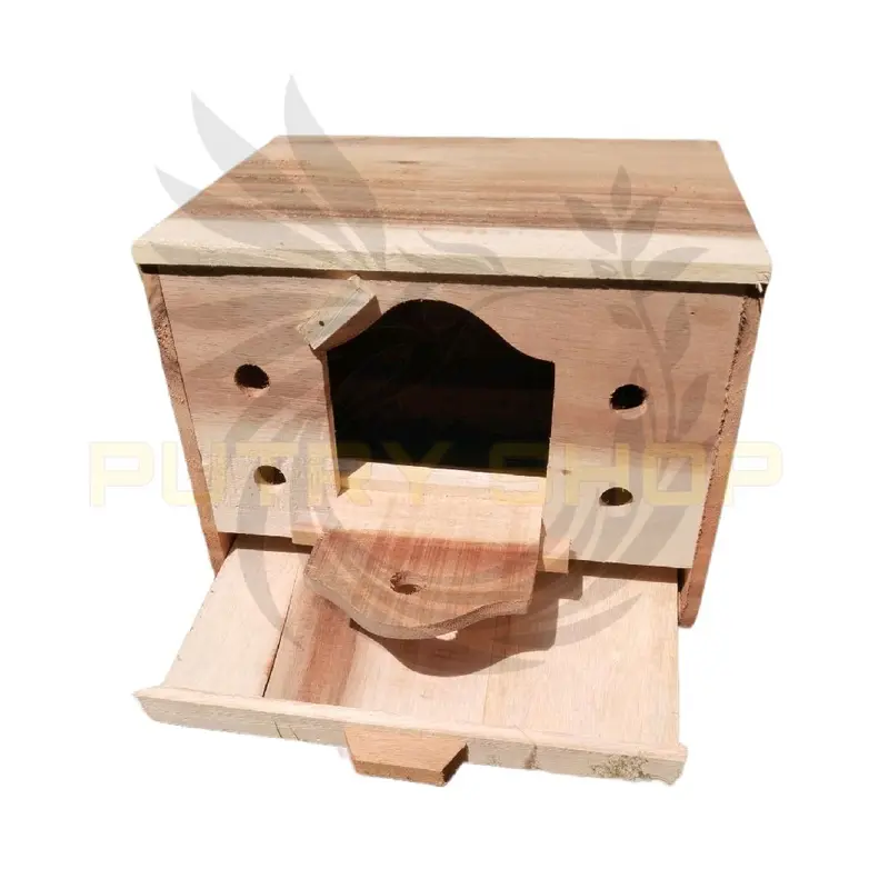Gupon merpati paten kayu pilihan 1
