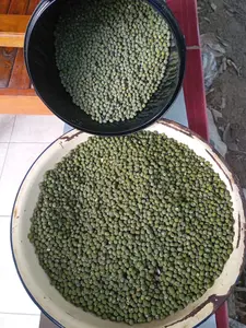 Kacang Hijau Pilihan – Untuk Bubur, Kolak, & Camilan Sehat