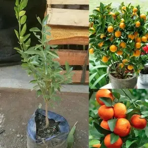 Bibit Tanaman Buah Jeruk Santang Madu