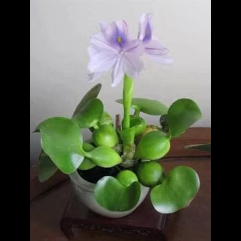 Cây Bèo Tây Lục Bình Hoa Tím Trồng Thủy Sinh Giúp Làm Trong Nước Cải Thiện Chất…