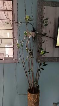 Product Review of 10 Batang Bambu Ulir Natural Variasi Daun  (Tidak Termasuk Vas/Pot) from S**s m**r 0