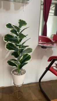 Product Review of TANAMAN ARTIFICIAL KETAPANG  PUTIH 23DAUN(sudah+pot) from U**u S**h 0