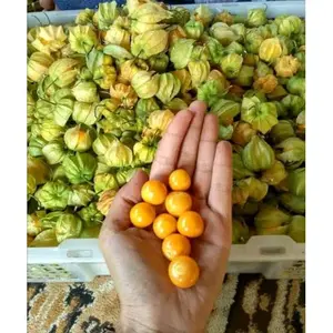 Ciplukan 500gram -presh petik langsung dari kebun rasa asam manis