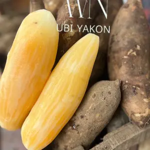 Ubi Yakon Fresh Besar 1kg Isi 1-3 Bergaransi Busuk - Fresh Produce