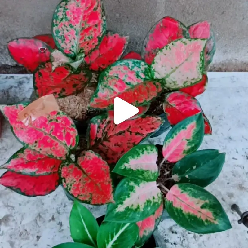 tanaman aglonema (paket merah isi 5) 2