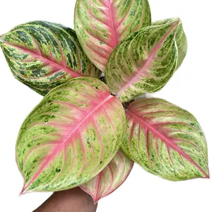 Tanaman hias agloenema andini