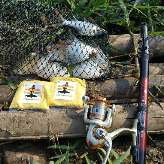umpan mancing tawes  umpan dewi tawes umpan jitu 45 gram Alat Ikan 3