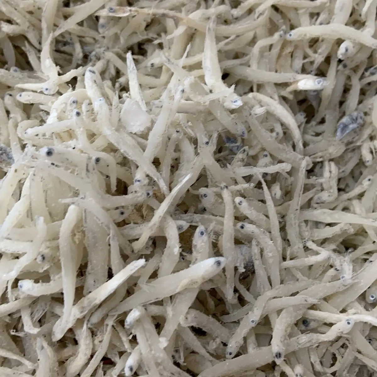 Teri nasi asin/ Teri medan 1 kg Mentah