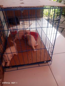 Product Review of KANDANG KUCING TINGKAT 2 SIZE L UKURAN 60X40 KOKOH DAN TEBAL from m**h z**y 0