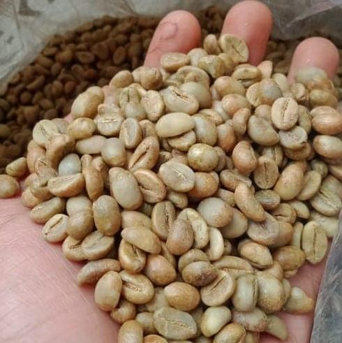 5 Bibit Benih Kopi Robusta Super Unggul 4