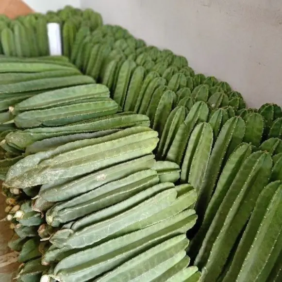BEST SELLER Kaktus Koboi Premium Tanpa Duri Tanaman Hias Murah