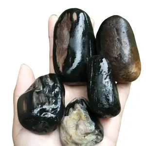 fosil kelor bahan utuh alami