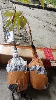 Product Review of BENIH DURIAN MONTONG SUPER (BBT Siap Tanam dan Cepat Panen) pupuk  durian from m**7 1