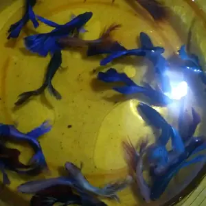 Perlengkapan Hewan Air Makanan Halfmoon Size S Sampai M Siap Stok