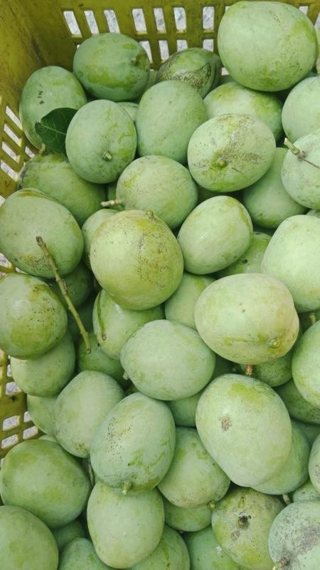 1kg Mangga apel mengkal kriuk