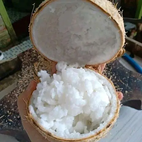 Bibit Kelapa Kopyor Hibrida Unggul cepat berbuah 1