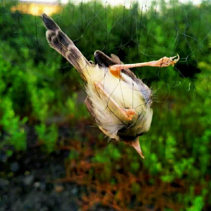 jaring burung/jaring burung kecil/jaring segala burung/jaring burung perkutut/jaring burung siap pasang 5