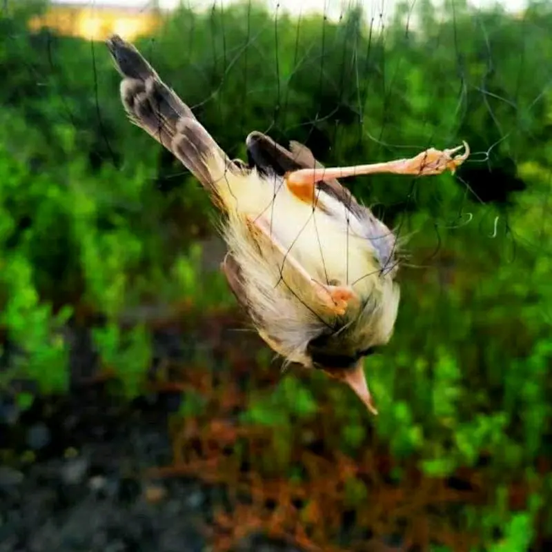jaring burung/jaring burung kecil/jaring segala burung/jaring burung perkutut/jaring burung siap pasang 5