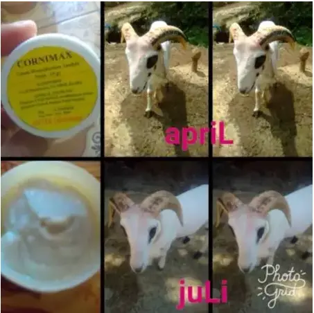 Obat / Salep Penumbuh dan Penyubur Tanduk Domba - CORNIMAX MEYER 1