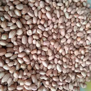 Kacang Tanah Segar Berkualitas Tinggi untuk Camilan Sehat dan Nutrisi Optimal