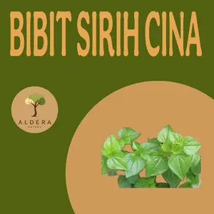Bibit sirih cina kualitas terbaik untuk kesehatan